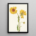 Gaillarde vivace Gaillardia aristata - Mary Vaux Walcott — gerahmtes Bild an der Wand
