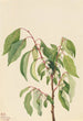 Virginie Diospyros virginiana - Mary Vaux Walcott — Ansicht des Kunstwerks