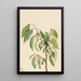 Virginie Diospyros virginiana - Mary Vaux Walcott — gerahmtes Bild an der Wand
