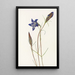 Gentiane des pinèdes Gentiana porphyrio - Mary Vaux Walcott — gerahmtes Bild an der Wand