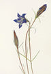 Gentiane des pinèdes Gentiana porphyrio - Mary Vaux Walcott — Ansicht des Kunstwerks