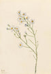 Aster des pinèdes Aster squarrosus - Mary Vaux Walcott — Ansicht des Kunstwerks