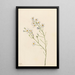 Aster des pinèdes Aster squarrosus - Mary Vaux Walcott — gerahmtes Bild an der Wand