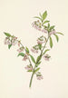 Myrtille des pinèdes Vaccinium tenellum - Mary Vaux Walcott — Ansicht des Kunstwerks