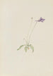 Pinguicula vulgaris - Mary Vaux Walcott — Ansicht des Kunstwerks