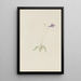 Pinguicula vulgaris - Mary Vaux Walcott — gerahmtes Bild an der Wand