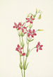 Centaurée rose Centaurium venustum - Mary Vaux Walcott — Ansicht des Kunstwerks