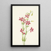 Centaurée rose Centaurium venustum - Mary Vaux Walcott — gerahmtes Bild an der Wand