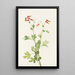 Capnoïde sempervirent rose - Mary Vaux Walcott — gerahmtes Bild an der Wand