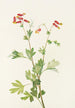 Capnoïde sempervirent rose - Mary Vaux Walcott — Ansicht des Kunstwerks