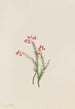 Bruyère rose Phyllodoce empetriformis - Mary Vaux Walcott — Ansicht des Kunstwerks