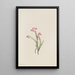 Bruyère rose Phyllodoce empetriformis - Mary Vaux Walcott — gerahmtes Bild an der Wand