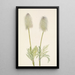 Frucht der Anemone Feder Pulsatilla occidentalis - Mary Vaux Walcott — gerahmtes Bild an der Wand