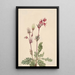 Rauch der Wiesen Sieversia ciliata - Mary Vaux Walcott — gerahmtes Bild an der Wand