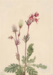 Rauch der Wiesen Sieversia ciliata - Mary Vaux Walcott — Ansicht des Kunstwerks