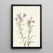 Aster der Wiesen Aster campestris - Mary Vaux Walcott — gerahmtes Bild an der Wand