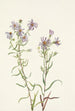Aster der Wiesen Aster campestris - Mary Vaux Walcott — Ansicht des Kunstwerks