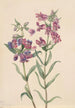 Pentstemon der Prärie Pentstemon erianthera - Mary Vaux Walcott — Ansicht des Kunstwerks
