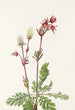 Rauch der Wiesen Sieversia ciliata - Mary Vaux Walcott — Ansicht des Kunstwerks