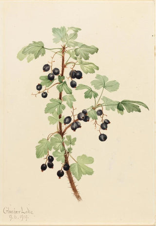 Mary Vaux Walcott - Prickly Currant Ribes lacustre.webp