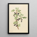 Johannisbeere mit Dornen Ribes lacustre - Mary Vaux Walcott — gerahmtes Bild an der Wand
