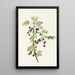 Frucht der stacheligen Johannisbeere Ribes lacustre - Mary Vaux Walcott — gerahmtes Bild an der Wand