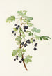 Frucht der stacheligen Johannisbeere Ribes lacustre - Mary Vaux Walcott — Ansicht des Kunstwerks