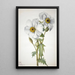 Mohn spinosus Argemone hispeda - Mary Vaux Walcott — gerahmtes Bild an der Wand