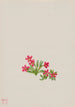 Primel Primula angustifolia - Mary Vaux Walcott — Ansicht des Kunstwerks