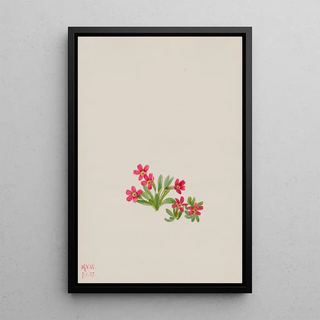 Mary Vaux Walcott - Primrose Primula angustifolia.webp