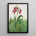 Primel Primula parryi - Mary Vaux Walcott — Ansicht des Kunstwerks