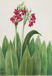Primel Primula parryi - Mary Vaux Walcott — gerahmtes Bild an der Wand