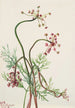 Pseudocymopterus montanus - Mary Vaux Walcott — Ansicht des Kunstwerks