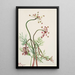 Pseudocymopterus montanus - Mary Vaux Walcott — gerahmtes Bild an der Wand