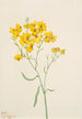 Psilostrophe sparsiflora - Mary Vaux Walcott — Ansicht des Kunstwerks