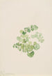 Puccoon Lithospermum ruderale - Mary Vaux Walcott — Ansicht des Kunstwerks