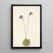 Grassette violette Pinguicula elatior - Mary Vaux Walcott — gerahmtes Bild an der Wand