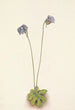 Grassette violette Pinguicula elatior - Mary Vaux Walcott — Ansicht des Kunstwerks