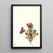 Mimule violette Mimulus bigelovii - Mary Vaux Walcott — gerahmtes Bild an der Wand