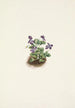 Violette des montagnes violette Viola adunca - Mary Vaux Walcott — Ansicht des Kunstwerks