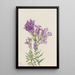 Pentstemon violett Pentstemon lyallii - Mary Vaux Walcott — gerahmtes Bild an der Wand