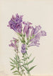 Pentstemon violett Pentstemon lyallii - Mary Vaux Walcott — Ansicht des Kunstwerks