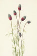 Trèfle des prairies violet Petalostemon purpureum - Mary Vaux Walcott — Ansicht des Kunstwerks