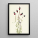 Trèfle des prairies violet Petalostemon purpureum - Mary Vaux Walcott — gerahmtes Bild an der Wand