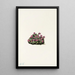 Saxifrage pourpre Saxifraga oppositifolia - Mary Vaux Walcott — gerahmtes Bild an der Wand