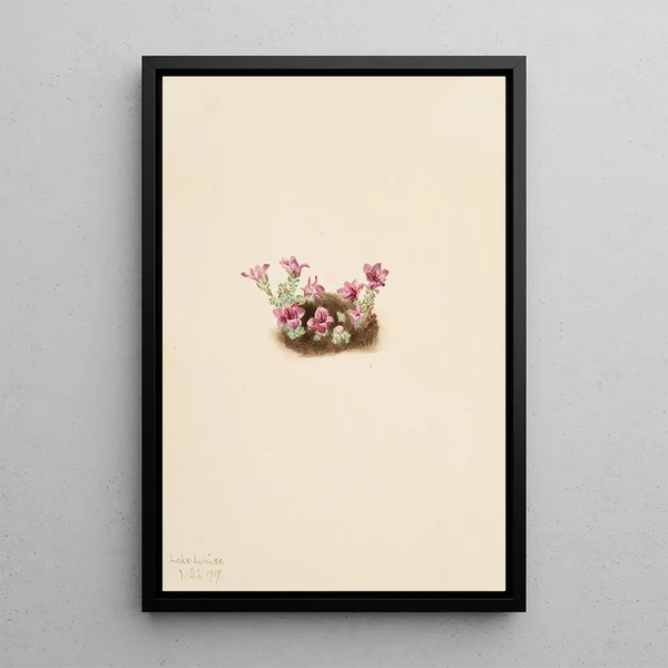 Mary Vaux Walcott - Purple Saxifrage Saxifrage oppositifolia.webp