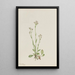 Antennaria racemosa - Mary Vaux Walcott — gerahmtes Bild an der Wand