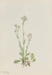 Antennaria racemosa - Mary Vaux Walcott — Ansicht des Kunstwerks