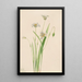 Calochortus elegans - Mary Vaux Walcott — gerahmtes Bild an der Wand