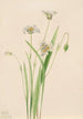 Calochortus elegans - Mary Vaux Walcott — Ansicht des Kunstwerks
